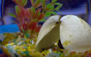 Stock Video Betta Fish In Aquarium For PC
