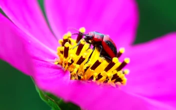Stock Video Beetle Walking On A Pink Flower For PC