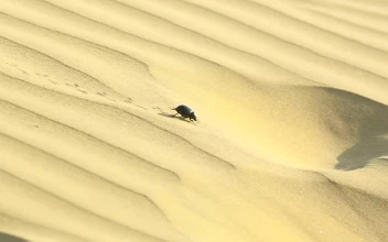 Stock Video Beetle Walking In The Desert Sand For PC