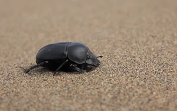 Stock Video Beetle In The Sand For PC