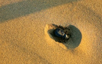 Stock Video Beetle Hiding In The Sand For PC