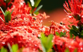 Stock Video Bees Working Across Flowers For PC