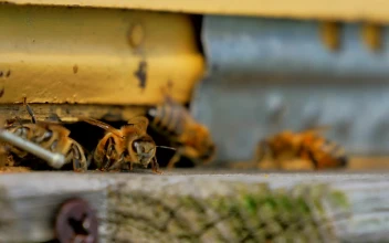 Stock Video Bees Seen In Detail On A Beekeeping Farm For PC