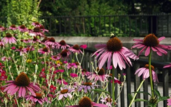 Stock Video Bees Moving Between Wild Plants For PC