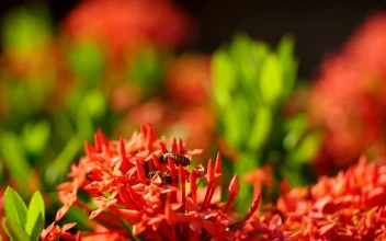 Stock Video Bees Landing On Brightly Colored Plants For PC