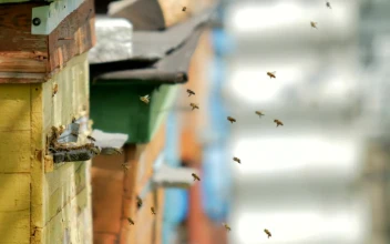 Stock Video Bees Flying On A Poultry Farm For PC