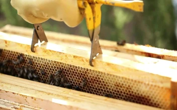 Stock Video Beekeeper Removing A Board With A Honeycomb Full Of Bees For PC