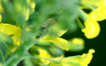 Stock Video Bee Working On Yellow Flowers For PC
