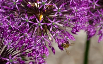 Stock Video Bee Standing On A Purple Flower For PC