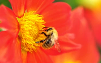 Stock Video Bee Pollinating An Orange Flower For PC