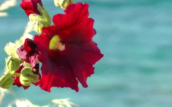 Stock Video Bee Pollinating A Red Flower For PC
