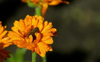 Stock Video Bee Pollinating A Flower For PC
