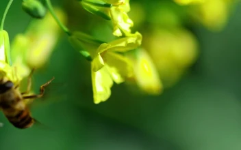 Stock Video Bee On A Yellow Flower In A Green Background For PC