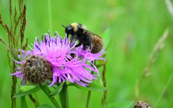 Stock Video Bee Perched On A Purple Flower In Nature For PC