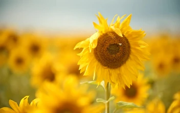 Stock Video Bee On A Sunflower On A Sunny Day For PC