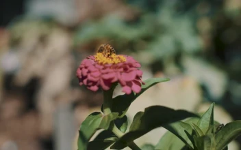 Stock Video Bee On A Flower For PC