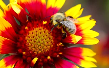 Stock Video Bee On A Red Flower For PC