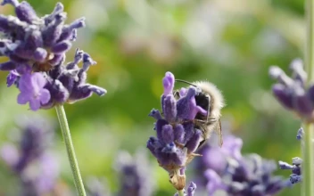Stock Video Bee Moving Between Flowers For PC