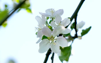 Stock Video Bee Landing On A White Flower For PC