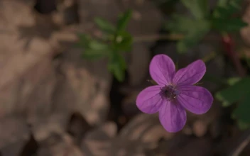 Stock Video Bee Landing On A Purple Wildflower For PC