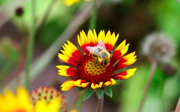 Stock Video Bee Is Inspecting The Flower For PC