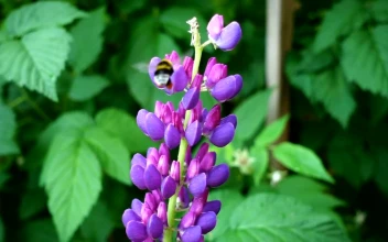 Stock Video Bee Flying Around Purple Flowers For PC