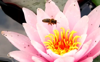 Stock Video Bee Feeding On A Lotus Flower For PC