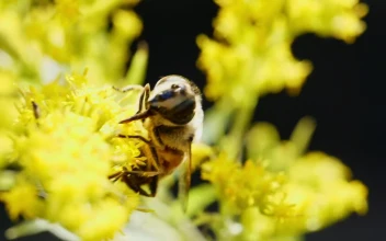 Stock Video Bee Collecting Pollen For PC