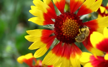 Stock Video Bee At Work On A Red And Yellow Flower For PC