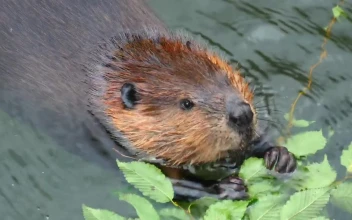Stock Video Beaver Eating On The Water For PC