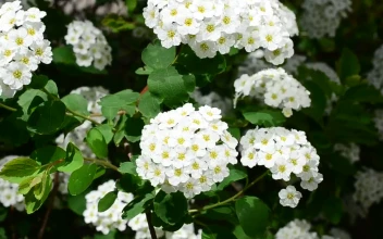 Stock Video Beautiful White Plants Growing In The Sun For PC
