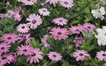 Stock Video Beautiful White And Purple Flowers For PC
