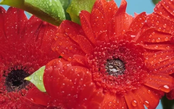 Stock Video Beautiful Wet Flowers In A Macro Shot For PC