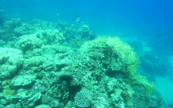 Stock Video Beautiful Reef Full Of Life For PC