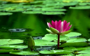 Stock Video Beautiful Lotus Flower In A Lake For PC