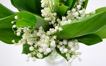 Stock Video Beautiful Lilies In A Glass Vase For PC