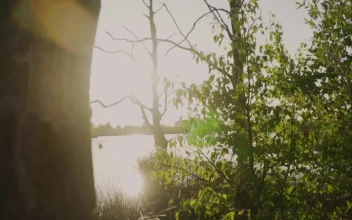 Stock Video Beautiful Lake In A Quiet Forest For PC