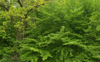 Stock Video Beautiful Green Trees For PC