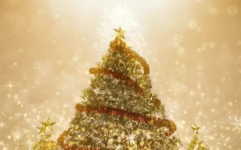 Stock Video Beautiful Giant Christmas Tree Spinning d Render For PC