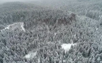 Stock Video Beautiful Forest Populated By Snow Filled Pine Trees For PC