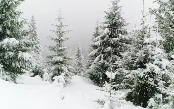 Stock Video Beautiful Forest In Winter While Snowing For PC