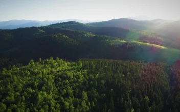 Stock Video Beautiful Forest In Summer Lit By Sunshine For PC