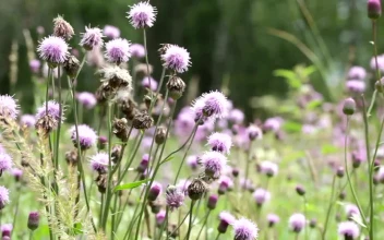 Stock Video Beautiful Field Of Flowers For PC