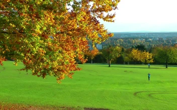 Stock Video Beautiful Field In A Park In Autumn For PC