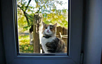 Stock Video Beautiful Cat Meowing Outside The Window For PC