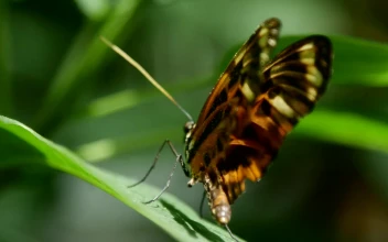 Stock Video Beautiful Butterfly Standing On A Leaf For PC