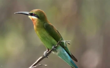 Stock Video Beautiful Bird Perched On A Small Branch For PC