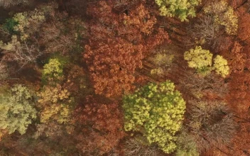 Stock Video Beautiful Autumn Forest From Above For PC