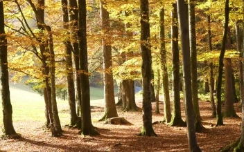 Stock Video Beautiful Autumn Forest At A Sunny Day For PC