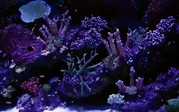Stock Video Beautiful Aquarium In Purple Tones With Small Fish For PC